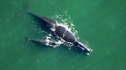 A critically endangered North Atlantic right whale swims with her newborn calf in coastal Georgia waters