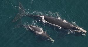 Northern Right Whale and calf are spotted off the coast of Florida. The Kings Bay Trident submarine base is the only known right whale calving area on Earth. Right whale births have plummeted contributing to concerns that the endangered right whale may become extinct.